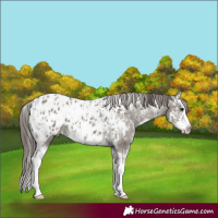 Horse Color:White Spotted Grullo Splash Appaloosa Rabicano  and White Spotted Grullo Splash Appaloosa 