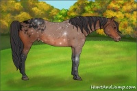 Horse Color:Void Bay Appaloosa 