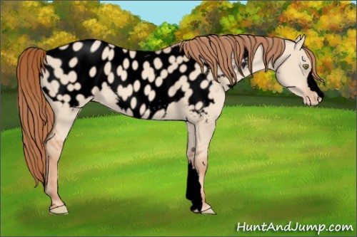 Horse Color:Void Gold Champagne Dun Appaloosa 