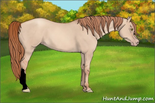 Horse Color:Void Gold Champagne Dun 