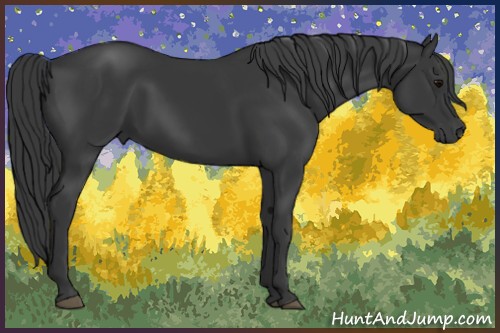 Horse Color:Black 