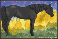 Horse Color:Black 