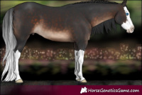 Horse Color:Brown Splash 