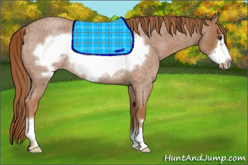 Horse Color:Red Roan Frame Rabicano