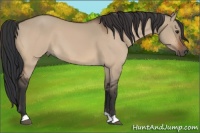 Horse Color:Brown Dun 