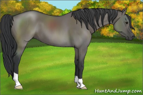 Horse Color:Grullo 