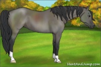 Horse Color:Grullo 