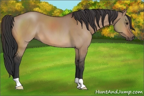 Horse Color:Bay Dun 