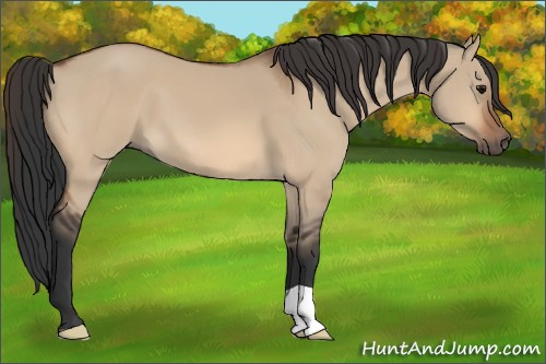 Horse Color:Bay Dun