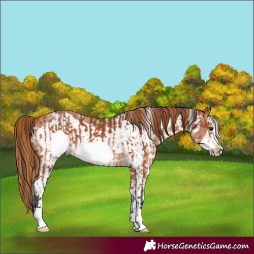 Horse Color:Bay Frame and Chestnut Sabino Frame