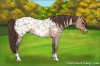 Horse Color:Bay Roan Appaloosa  and Amber Champagne Roan Appaloosa 