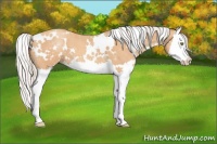 Horse Color:White Spotted Silver Amber Champagne Splash