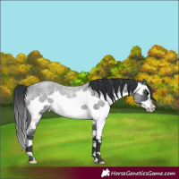 Horse Color:Blue Roan Splash 