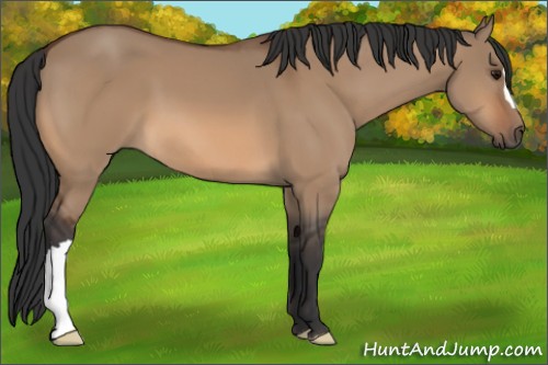 Horse Color:Bay Dun 
