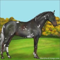 Horse Color:White Spotted Liver Chestnut Mushroom 