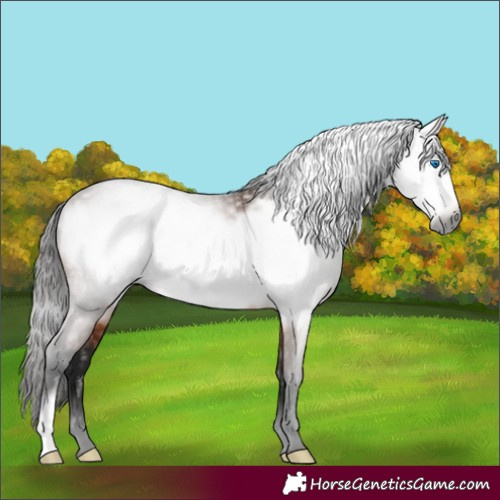 Horse Color:Gray Bay Frame 