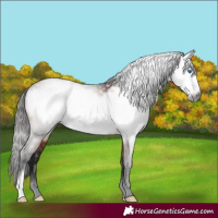 Horse Color:Gray Bay Frame 