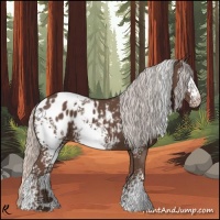 Horse Color:White Spotted Silver Black Appaloosa 