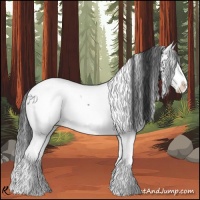 Horse Color:White Spotted Black Splash