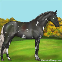 Horse Color:White Spotted Liver Chestnut Mushroom 