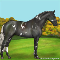 Horse Color:White Spotted Liver Chestnut Mushroom 