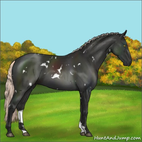 Horse Color:White Spotted Liver Chestnut Mushroom 