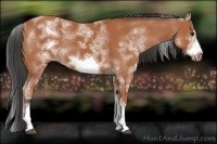 Horse Color:White Spotted Bay Sabino Frame