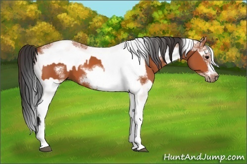 Horse Color:Bay Splash Frame  and White Spotted Bay Splash Frame 
