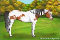 Horse Color:Bay Splash Frame  and White Spotted Bay Splash Frame 
