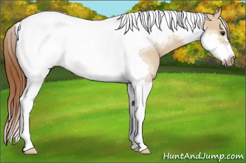 Horse Color:Red Dun Tobiano Frame Rabicano 
