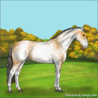 Horse Color:White Spotted Buckskin