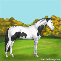 Horse Color:Black Splash Tobiano