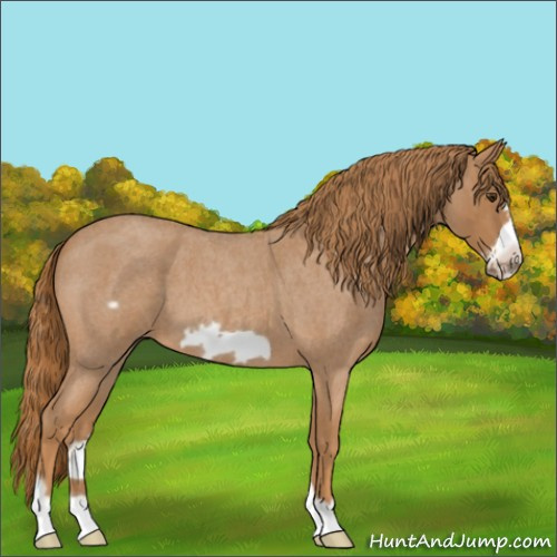 Horse Color:Red Roan Frame 