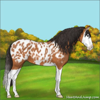 Horse Color:Bay Splash Near Leopard 