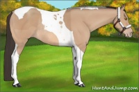 Horse Color:Amber Champagne Tobiano Rabicano 