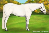 Horse Color:Amber Cream Champagne Pearl Rabicano 