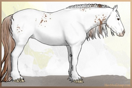 Horse Color:White Spotted Chestnut Appaloosa 