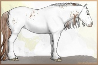 Horse Color:White Spotted Chestnut Appaloosa 