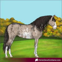 Horse Color:Liver Red Dun Sabino Brindle 