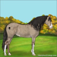 Horse Color:Liver Red Dun Sabino Brindle 