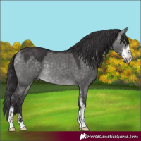 Horse Color:Platinum Buckskin Dun Sabino 