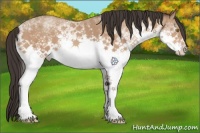 Horse Color:White Spotted Amber Champagne 