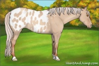 Horse Color:Silver Classic Champagne Dun Appaloosa 