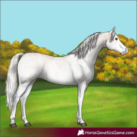 Horse Color:White Spotted Silver Bay Dun