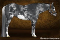 Horse Color:White Spotted Black Sabino Frame 
