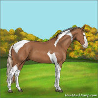 Horse Color:Chestnut Sabino Splash Tobiano