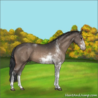 Horse Color:Brown Dun Sabino