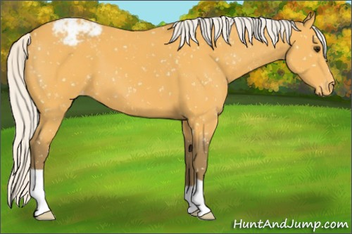 Horse Color:Silver Buckskin Appaloosa 