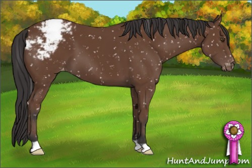 Horse Color:Bay Appaloosa 