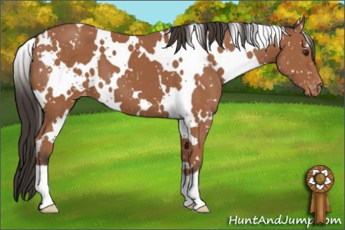 Horse Color:White Spotted Bay Appaloosa 